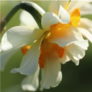 Narcissus (Daffodil) 'Flower Drift'. Loose, Per 10 Bulbs.